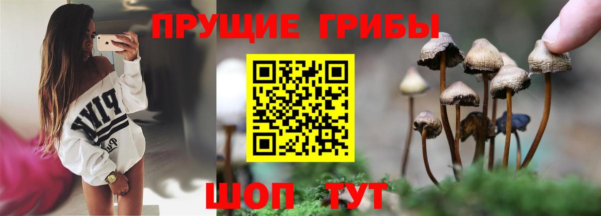 Псилоцибиновые грибы Psilocybe Губкин